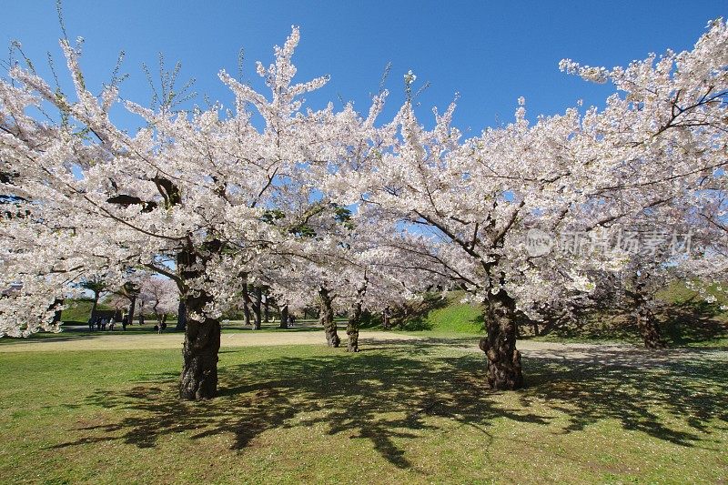 Scenery of Hakodate／Cherry blossoms at Goryokaku Park